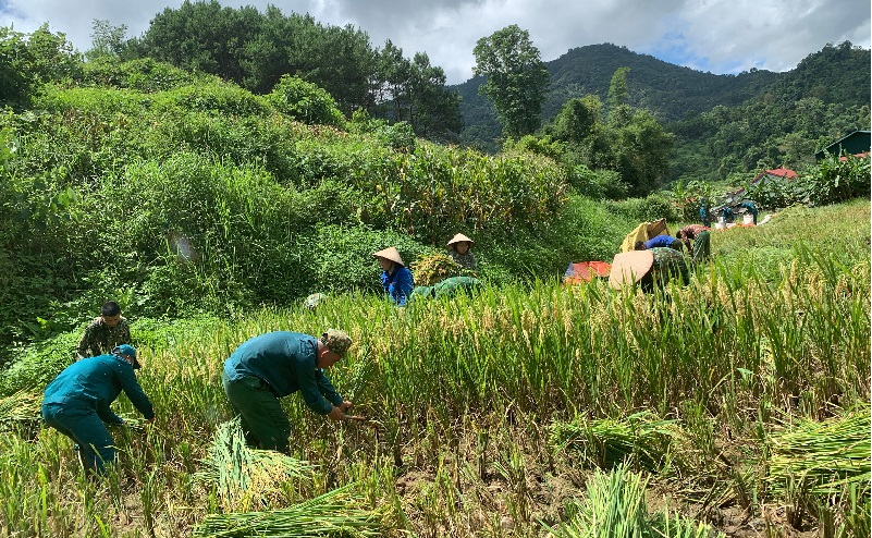Các đoàn viên thanh niên xã Cao Lâu, giúp đỡ gia đình chính sách gặt lúa.