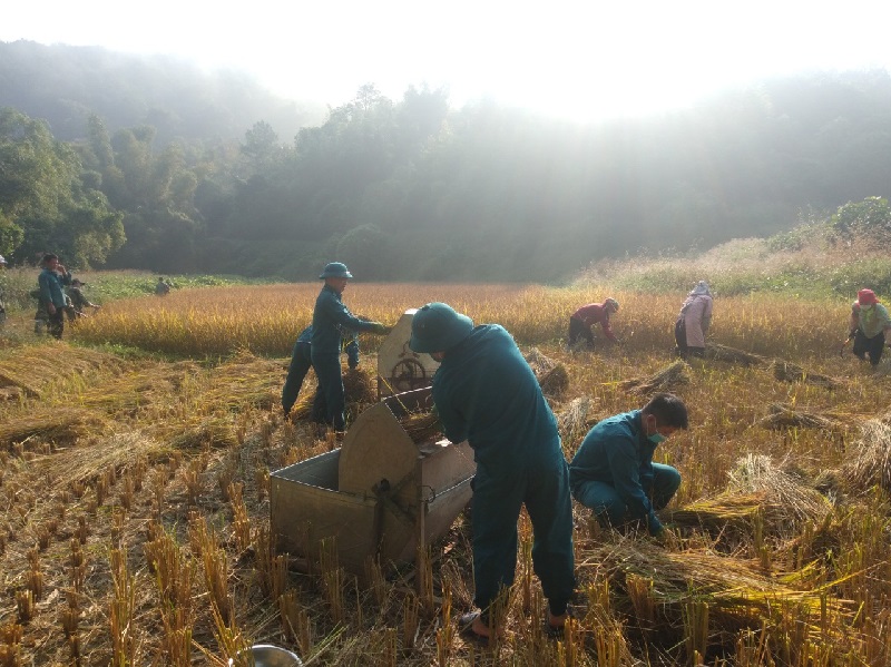 Một số hình ảnh các hội viên, đoàn viên giúp gia đình thu hoạch lúa: