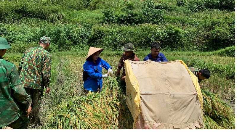Các đoàn viên thanh niên xã Cao Lâu, giúp đỡ gia đình chính sách gặt lúa.