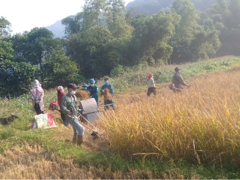 Một số hình ảnh các hội viên, đoàn viên giúp gia đình thu hoạch lúa: